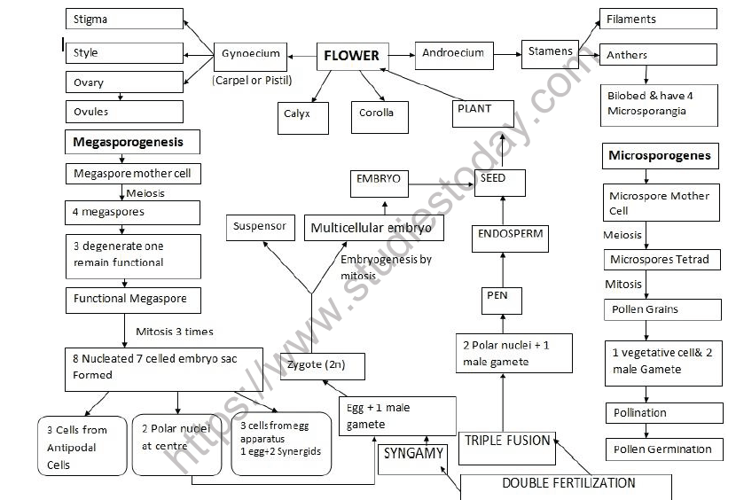 CBSE Class 12 Biology Sexual Reproduction In Flowering Plants Minds Map